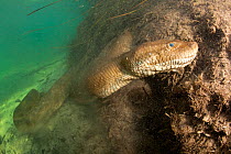 Green anaconda (Eunectes murinus) underwater in  Formoso River, Bonito, Mato Grosso do Sul, Brazil