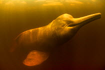 Pink River dolphin / Boto (Inia geoffrensis) Acajatuba Lake, Negro River, Amazonas, Brazil
