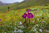 Parasitic flower (Pedicularis sp) growing at high altidude, Shiqu county, Sichuan Province, China, August.