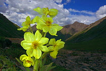 Yellow poppywort (Meconopsis integrifolia) flowering, Qinghai-Tibet Plateau, Shiqu County, Sichuan Province, China, August.