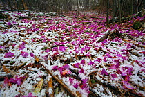 Fallen Rhododendron flowers (Rhododendro sp.) in snowy woodland, Lijiang City, Yunnan Province, China, April.