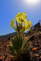 Yellow poppywort (Meconopsis integrifolia) in flower, Ruoergai National Nature Reserve, Sichuan Province, China.
