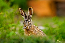 Wooly hare (Lepus oiostolus) Lhasa City, Tibet, China, August.