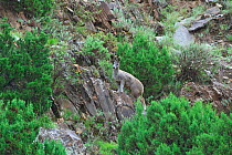 Alpine musk deer (Moschus sifanicus) in habitat, Sanjiangyuan National Nature Reserve, Qinghai Province, Qinghai Tibet Plateau, China, August.
