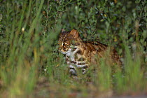 Leopard cat (Prionailurus bengalensis) Jiuzhaigou National Nature Reserve, Sichuan Province, China, August.