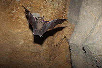 Great round leaf bat (Hipposideros armiger) in flight in cave, Guilin City, Guangxi Province, China, November.