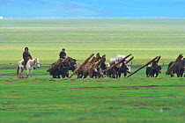 Herders moving yaks which are carrying wood, Ruoergai National Nature Reserve, Qinghai-Tibetan Plateau, China, June 2008.