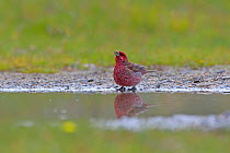 Streaked rosefinch (Carpodacus rubicilloides) at edge of puddle, Dacocheng City, Sichuan Province, Qinghai-Tibetan Plateau, China, August.