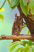 Oriental Scops owl (Otus sunia) on branch, Simao Prefecture, Yunnan Province, China, May.