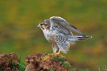 Saker Falcon (Falco cherrug) stretching wings, Mangkang, Qinghai-Tibetan Plateau, China, June.
