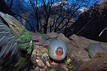 Blood pheasants (Ithaginis cruentus) foraging in habitat, one looking at the camera, Meli Snow Mountain National Park, Yunnan Province, China, January. Endemic. Taken with remote camera.