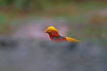 Golden pheasant (Chrysolophus pictus) male, profile partially obscured, Tangjiahe National Nature Reserve, Sichuan Province, China, April. Endemic.