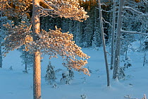 Hoarfrost covering the landscape on a cold winter day. Klaebu, Sor-Trondelag, Norway, January.