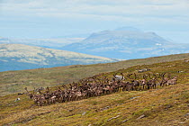 Wild reindeer (Rangifer tarandus) herd, Forollhogna National Park, Norway, July.