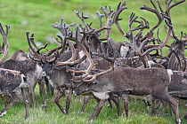 Wild reindeer (Rangifer tarandus) herd, Forollhogna National Park. Norway.