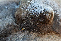 Arctic fox (Alopex lagopus) resting, with snow on head, West Fjords, Iceland, April.