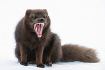 Arctic fox (Alopex lagopus) female yawning. West Fjords, Iceland, March.