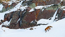 Red fox (Vulpes vulpes) at the coast in Persfjord. Varanger, Finnmark. Norway, March
