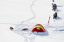 Red fox (Vulpes vulpes) investigating tent with skis, at the coast in Persfjord, Varanger, Finnmark. Norway, March