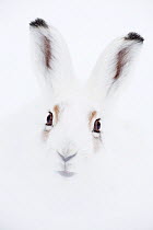 Mountain hare (Lepus timidus) head portrait. Vauldalen, Sor-Trondelag, Norway, April.