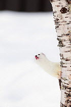 Stoat (Mustela erminea) in white winter coat, looking from behind a birch tree and licking its nose, Vauldalen, Sor-Trondelag, Norway, April.