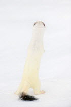 Stoat (Mustela erminea) in white winter coat, standing on two feet. Vauldalen, Sor-Trondelag, Norway, April.