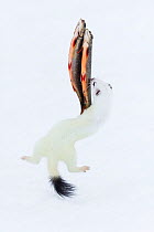 Stoat (Mustela erminea) in white winter coat, jumping for fish, hung up on a fishing line, Vauldalen, Sor-Trondelag, Norway, April.