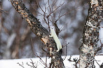 Stoat (Mustela erminea) in white winter coat on birch tree. Vauldalen, Sor-Trondelag, Norway, April.