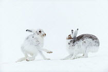 Mountain hares (Lepus timidus) boxing, Vauldalen, Sor-Trondelag, Norway, May.