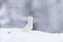 Stoat (Mustela erminea) in white winter coat. Vauldalen, Sor-Trondelag, Norway, May.