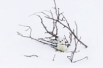 Stoat (Mustela erminea) at den, in white winter coat. Vauldalen, Sor-Trondelag, Norway, May.