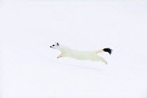 Stoat (Mustela erminea) in white winter coat, running. Vauldalen, Sor-Trondelag, Norway, May.