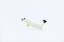 Stoat (Mustela erminea) in white winter coat, running. Vauldalen, Sor-Trondelag, Norway, May.