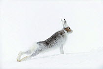 Mountain hares (Lepus timidus) stretching. Vauldalen, Sor-Trondelag, Norway, May.