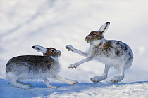 Mountain hares (Lepus timidus) boxing, Vauldalen, Sor-Trondelag, Norway, May.