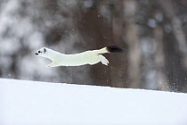Stoat (Mustela erminea) in white winter coat running. Vauldalen, Sor-Trondelag, Norway, May.