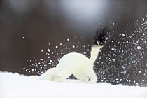 Stoat (Mustela erminea) digging in snow, in white winter coat. Vauldalen, Sor-Trondelag, Norway, May.