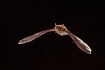Female Northern long-eared myotis / bat (Myotis septentrionalis) in flight at night, Cherokee National Forest, Tennessee, USA, June.