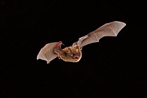 Female Northern long-eared myotis / bat (Myotis septentrionalis) in flight at night, Cherokee National Forest, Tennessee, USA, June.