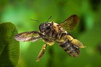 Eastern carpenter bee (Xylocopa virginica) covered in pollen, in flight near North Cherokee National Forest, Tennessee, USA, June.