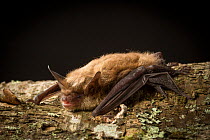 Male Northern long-eared myotis / bat (Myotis septentrionalis) on a birch tree, North Cherokee National Forest, Tennessee, USA, June.