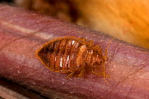 Bat bug (Heteroptera) ectoparasite feeding on part of the wing of a Big brown bat (Eptesicus fuscus) Arizona, USA, July.