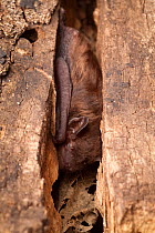 Evening bat (Nycticeius humeralis) roosting in crack of dead tree, Central Texas, USA, March.