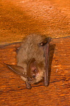 Solitary male Townsend's big-eared bat (Corynorhinus townsendiii) roosting in an abandoned house, Central Oregon, USA, June.