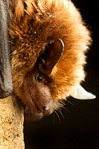 Big brown bat (Eptesicus fuscus) portrait, Central Washington, USA, June.