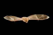 California leaf-nosed bat (Macrotus californicus) in flight, Copper Mountains, Cabeza Prieta National Wildlife Refuge, Sonoran Desert, Arizona, USA, July.
