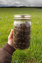 Jar of cooked Camas plant (Camassia quamash) bulbs, Weippe Prairie, Idaho, USA, May. Model released.