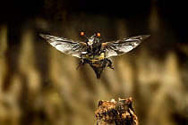 Carrion beetle (Nicrophorus carolinensis) in flight with parasitic mites living on exoskeleton, Texas, USA, September.