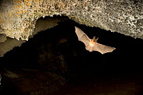 Townsend's big-eared bat (Corynorhinus townsendii) flying out of cave at dusk, Derrick Cave complex, Central Oregon, USA, August.