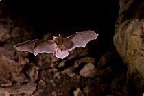 Mexican brown bat / Cave myotis (Myotis velifer) flying into a limestone cave, South Texas, USA, September.